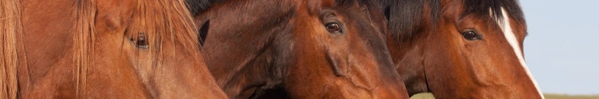https___horseandrider.com_.image_MTY3MjE1MDcxNjAzMjA2MDI4_horse-what-horse-ownership-teaches-us-blogsep219